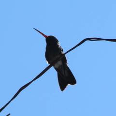 Cynanthus latirostris