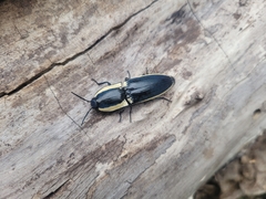 Chalcolepidius apacheanus