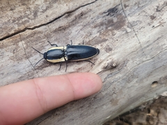 Chalcolepidius apacheanus