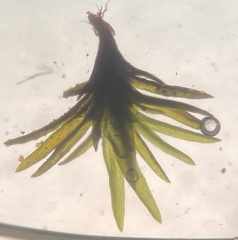 Ptychomitrium incurvum