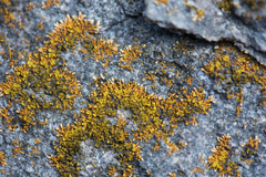 Leproplaca cirrochroa