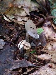Hypomyces cervinus