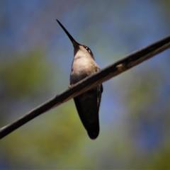 Eugenes fulgens