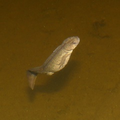 Triturus ivanbureschi