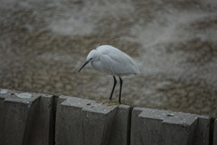 Egretta garzetta