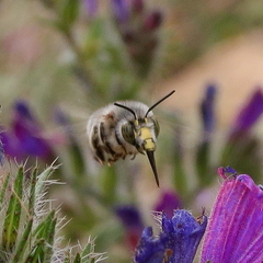 Anthophora fulvitarsis