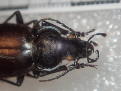 Carabus banonii