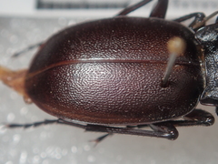 Carabus banonii
