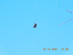 Neoscona orizabensis