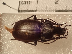 Carabus banonii