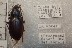 Carabus banonii