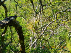 Tillandsia schiedeana