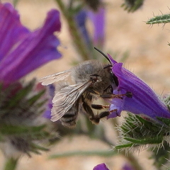 Anthophora fulvitarsis
