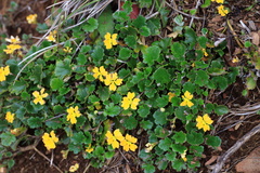Goodenia hederacea alpestris