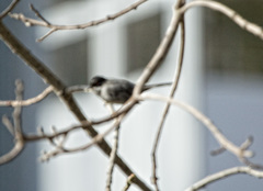 Curruca melanocephala