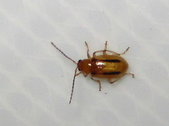 Medythia nigrobilineata