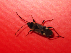 Panaorus csikii