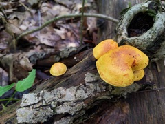 Pholiota subsulphurea
