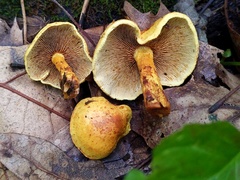 Pholiota subsulphurea