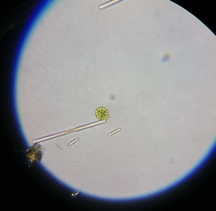 Volvocales