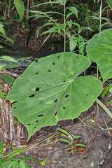 Image of Begonia fusca