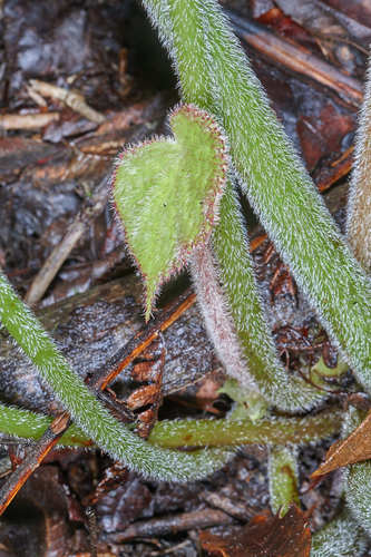 Begonia fusca image