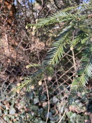 Sequoia