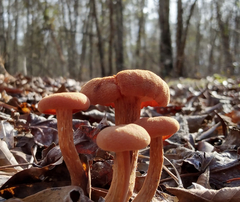 Laccaria trichodermophora