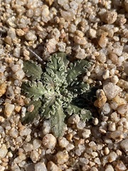 Glyptopleura marginata