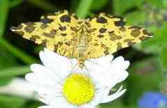 Pseudopanthera macularia