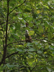 Saimiri cassiquiarensis