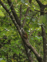 Saimiri cassiquiarensis