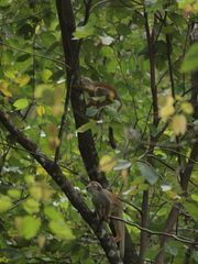 Saimiri cassiquiarensis