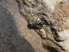 Pachycondyla crassinoda