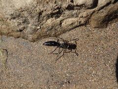 Pachycondyla crassinoda