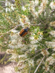 Diaphonia dispar