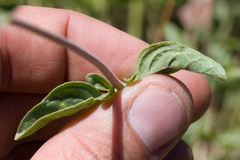 Monardella odoratissima glauca