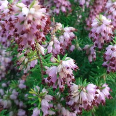 Erica erigena