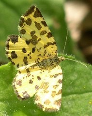 Pseudopanthera macularia