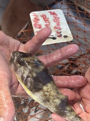 Marilyna pleurosticta