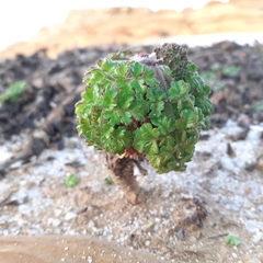 Daucus carota halophilus