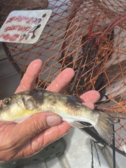 Marilyna pleurosticta