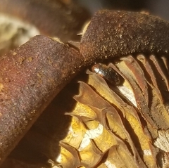 Rhyzobius lophanthae