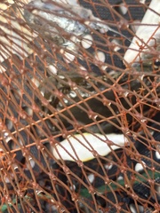 Marilyna pleurosticta