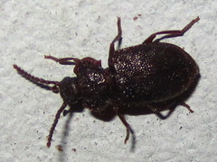 Anaedus mroczkowskii