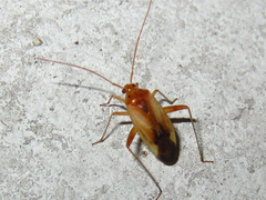 Adelphocoris suturalis