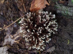 Thelephora anthocephala