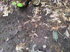 Thelephora anthocephala