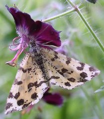 Pseudopanthera macularia