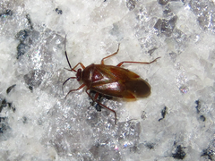 Alloeotomus simplus